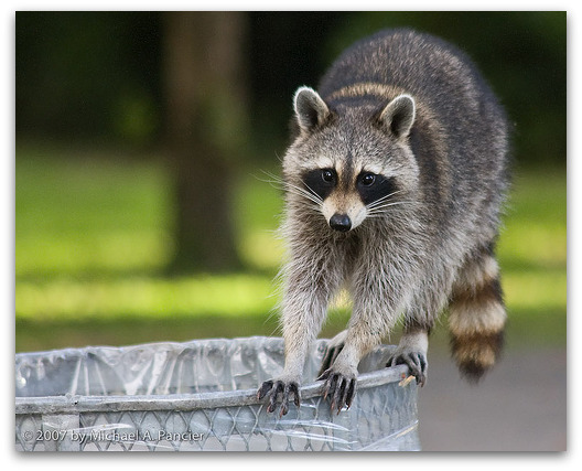 racoon-srcohiba-flickr-frame