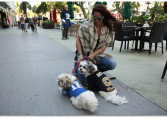 Miamism Fridays – Super Bowl Dogs