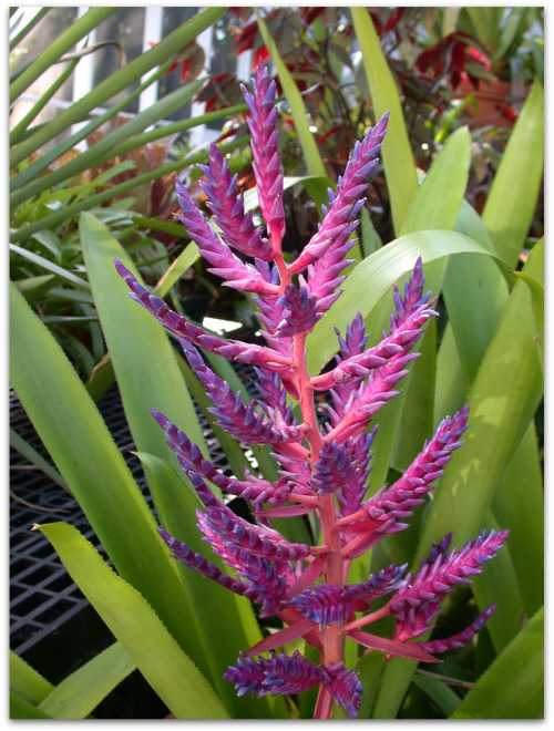 mkhallbromeliad-frame