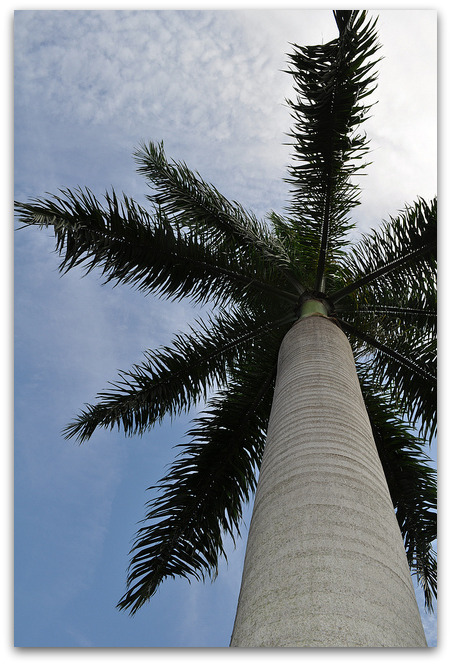 royal-palm-mylittlephotoalbum