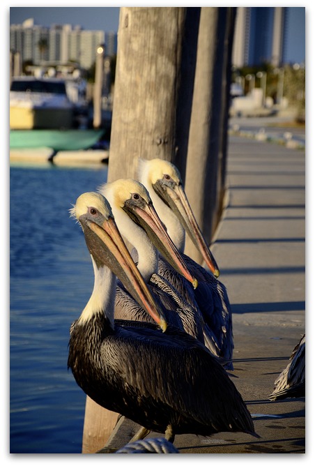 3pelicans-joel-zimmer