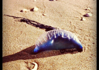 Miamism Fridays – Jelly Fish