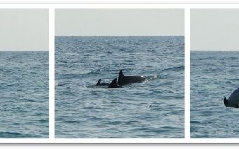 Miamism Fridays – dolphins