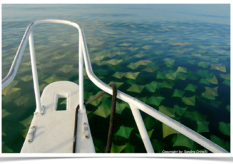 Miamism Fridays – Rays of Light