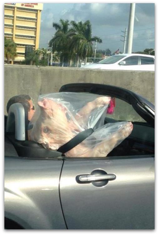 pig-convertible-framepng