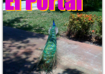 El Portal Homes Real Estate Market Report for 2013