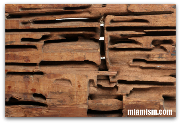 miami-home-inspections-evidence-termites