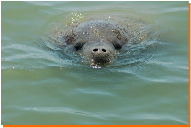 manatee