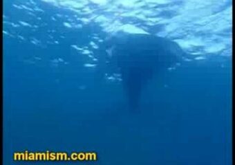 Miami Beach Manta Ray
