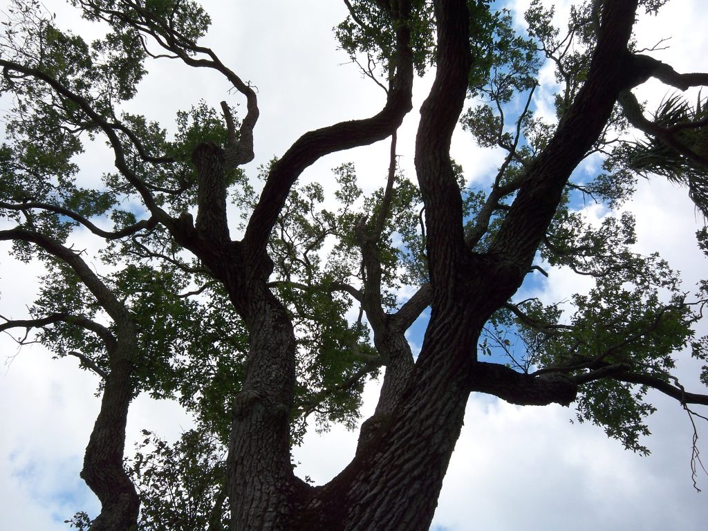 Oak Tree - Memories of Miami Shores Home