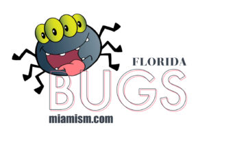 Florida Bugs 101 – the real scoop